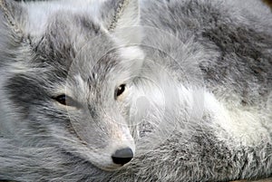 Arctic Fox