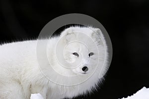 Arctic Fox