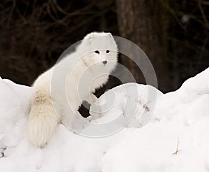 Arctic Fox