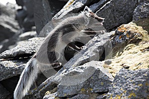 Arctic fox