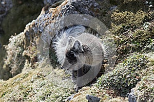 Arctic fox