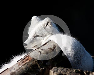 Arctic Fox