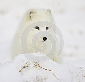 Arctic Fox