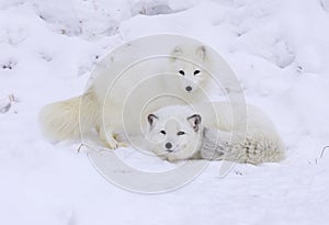 Arctic Fox