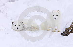 Arctic Fox