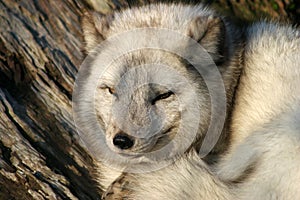 Arctic fox