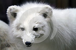 Arctic Fox