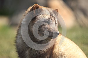 Arctic fox