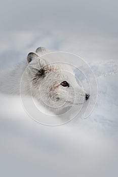 Arctic Fox