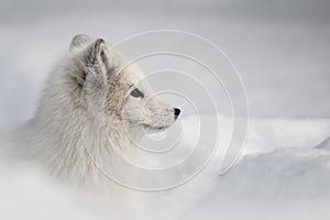 Arctic Fox