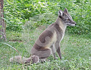 Arctic Fox photo