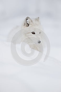 Arctic Fox