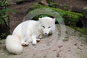 Arctic fox