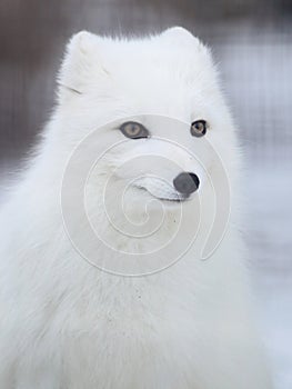 Arctic fox