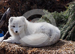 Arctic Fox