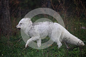 Arctic fox