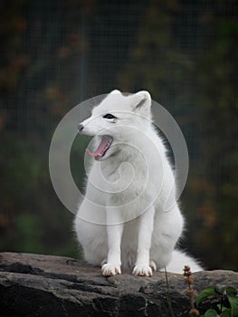 Arctic fox