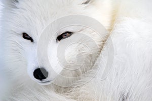 Arctic Fox