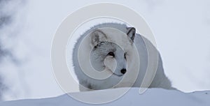 Arctic Fox