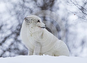 Arctic Fox