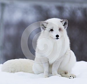 Arctic Fox