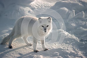 Arctic fox photo