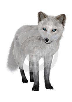 Arctic Fox