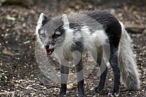 Arctic Fox