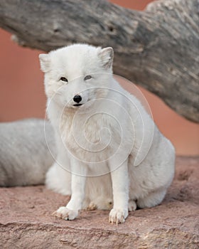 Arctic Fox