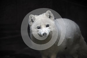 Arctic fox