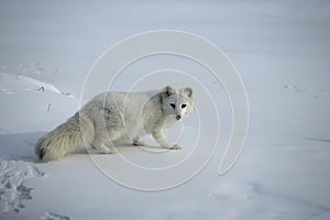 Arctic fox, Alopex lagopus