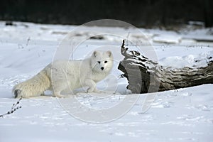 Arctic fox, Alopex lagopus