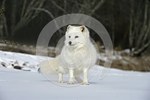 Arctic fox, Alopex lagopus