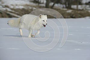 Arctic fox, Alopex lagopus