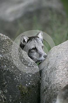 Arctic fox, Alopex lagopus