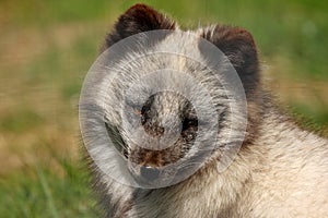 ARCTIC FOX - Alopex lagopus