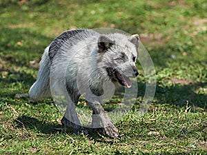 Arctic Fox (Alopex Lagopus)