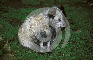 ARCTIC FOX alopex lagopus, ADULT WITH SUMMER COAT