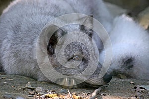 Arctic Fox Alopex Lagopus Resting on Ground Portrait