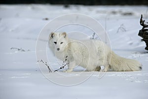 Arctic fox, Alopex lagopus