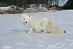 Arctic fox, Alopex lagopus
