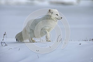 Arctic fox, Alopex lagopus