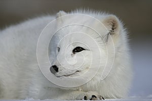 Arctic fox, Alopex lagopus