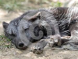 Arctic fox, Alopex lagopus, white coat in winter