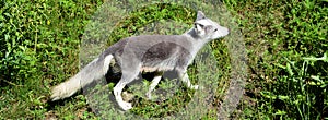 Arctic fox, also known as the white, polar or snow fox