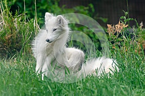 Arctic Fox at the Assiniboine Park Zoo, Winnipeg, Manitoba, Canada