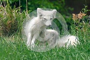 Arctic Fox at the Assiniboine Park Zoo, Winnipeg, Manitoba, Canada