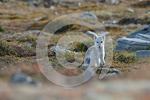 Arctic fox In a autumn landscape