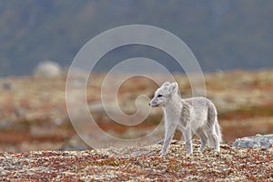 Arctic fox In a autumn landscape