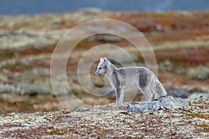 Arctic fox In a autumn landscape